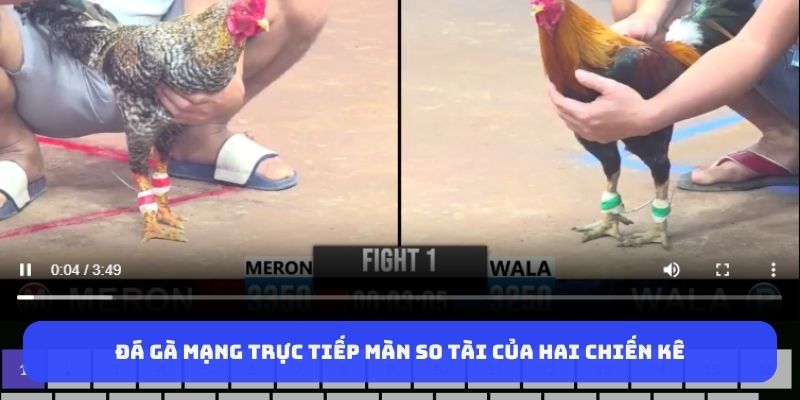 Đá gà mạng trực tiếp màn so tài của hai chiến kê